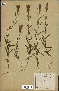 spécimen de Gentiana pneumonanthe