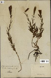 spécimen de Gentiana pneumonanthe