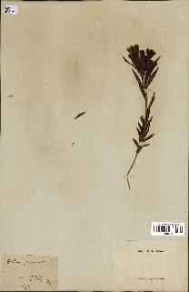 spécimen de Gentiana pneumonanthe