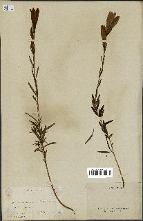 spécimen de Gentiana pneumonanthe