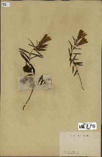 spécimen de Gentiana pneumonanthe