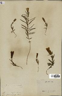 spécimen de Gentiana pneumonanthe
