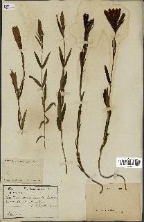 spécimen de Gentiana pneumonanthe