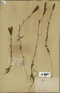 spécimen de Gentiana pneumonanthe