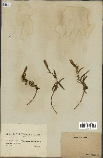 spécimen de Gentiana pneumonanthe