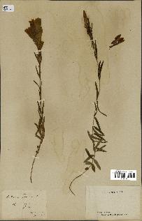 spécimen de Gentiana pneumonanthe
