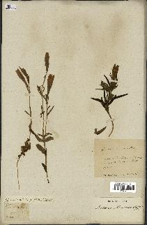 spécimen de Gentiana pneumonanthe