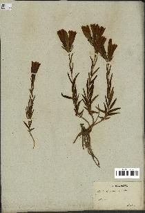 spécimen de Gentiana pneumonanthe