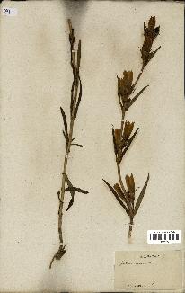 spécimen de Gentiana pneumonanthe