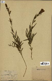 spécimen de Gentiana pneumonanthe