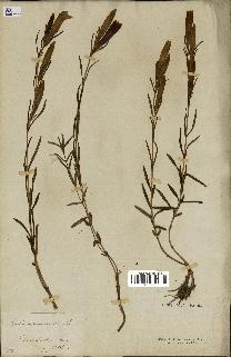 spécimen de Gentiana pneumonanthe