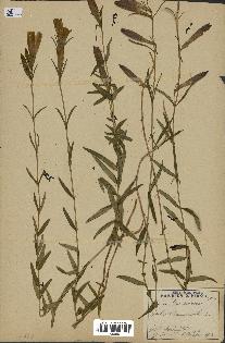 spécimen de Gentiana pneumonanthe