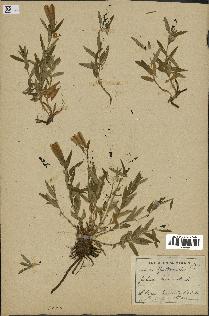 spécimen de Gentiana pneumonanthe