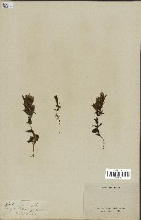 spécimen de Gentiana germanica