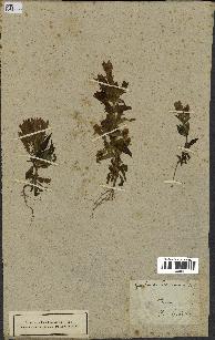 spécimen de Gentiana germanica