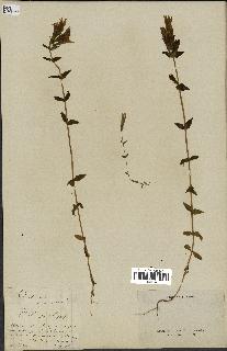 spécimen de Gentiana germanica