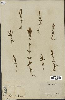 spécimen de Gentiana germanica