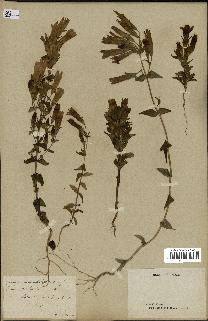 spécimen de Gentiana germanica