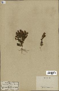 spécimen de Gentiana germanica