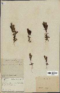 spécimen de Gentiana germanica