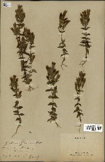 spécimen de Gentiana germanica