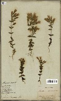 spécimen de Gentiana germanica