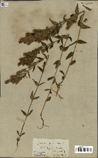 spécimen de Gentiana germanica