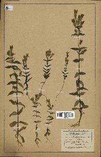 spécimen de Gentiana germanica