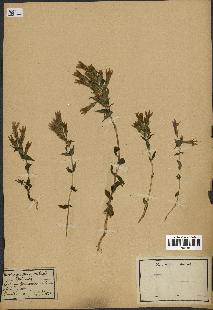 spécimen de Gentiana germanica