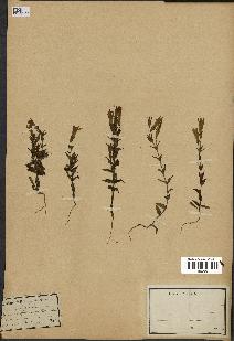 spécimen de Gentiana germanica