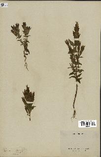 spécimen de Gentiana germanica