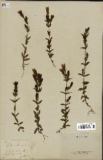 spécimen de Gentiana germanica