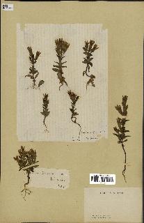 spécimen de Gentiana germanica