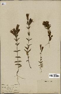 spécimen de Gentiana germanica