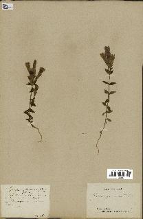 spécimen de Gentiana germanica