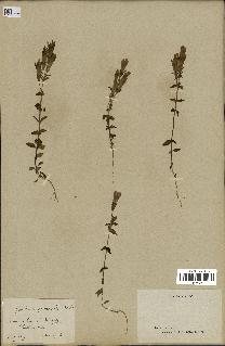 spécimen de Gentiana germanica