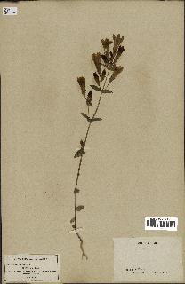 spécimen de Gentiana germanica