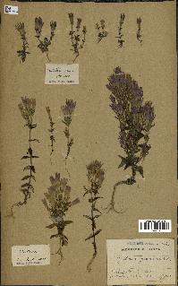 spécimen de Gentiana germanica