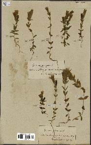 spécimen de Gentiana germanica