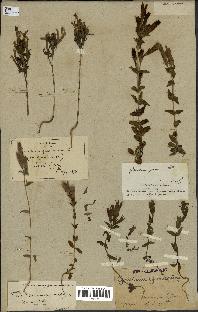 spécimen de Gentiana germanica