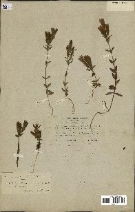 spécimen de Gentiana germanica