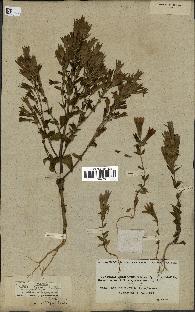 spécimen de Gentiana germanica