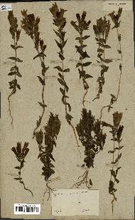 spécimen de Gentiana germanica