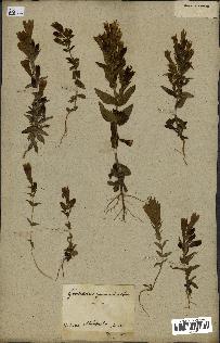 spécimen de Gentiana germanica