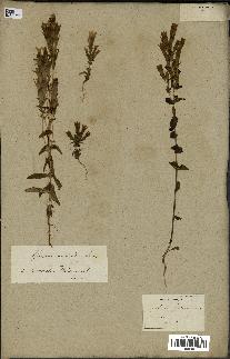 spécimen de Gentiana germanica