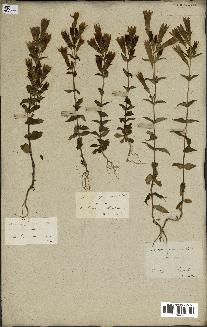 spécimen de Gentiana germanica