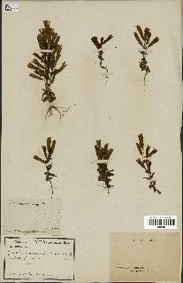 spécimen de Gentiana germanica