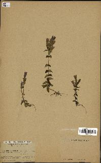 spécimen de Gentiana germanica