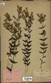spécimen de Gentiana germanica