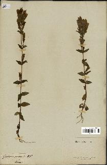 spécimen de Gentiana germanica
